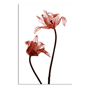 Pembe Çiçek Kanvas Tablo Cige-1928 50x70 cm