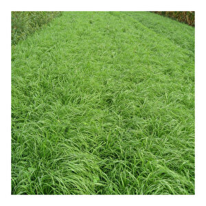 Yaz Otu Tohumu (Teffgrass) - Teff Grass - 5 kg
