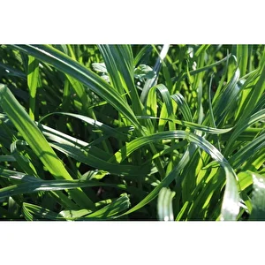 Süt Otu Tohumu (ryegrass) - Rye Grass - İtalyan Çimi - Reygrass - Tetraploid - 10 Kg