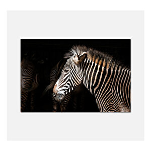 Zebra Kanvas Tablo 50x70cm